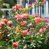 APO 135-400mm F4.5-5.6 DG (ƺ AF)ŎBeʐ^