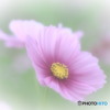 OLYMPUS PEN mini E-PM2 ボディ [ホワイト]で撮影した写真