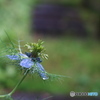 30mm F2.8 DN ubN [}CNtH[T[Yp]ŎBeʐ^