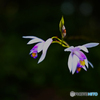 SIGMA fp {fBŎBeʐ^
