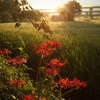 FinePix F11ŎBeʐ^
