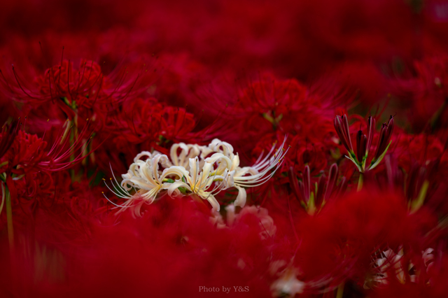 時を戻そう 〜暗〜 by Y&S （ID：11366623） 写真共有サイトPHOTOHITO