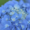 Carl Zeiss Planar T* 50mm F1.7 (MM)ŎBeʐ^