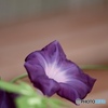 APO MACRO 150mm F2.8 EX DG HSM ( AF)ŎBeʐ^