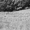 EF70-200mm F4L USMŎBeʐ^