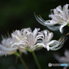 SP AF 90mm F/2.8 MACRO1:1 (ݗp)ŎBeʐ^