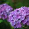 EF-S55-250mm F4-5.6 ISŎBeʐ^