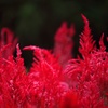 EF-S55-250mm F4-5.6 ISŎBeʐ^