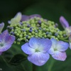 EF-S55-250mm F4-5.6 ISŎBeʐ^