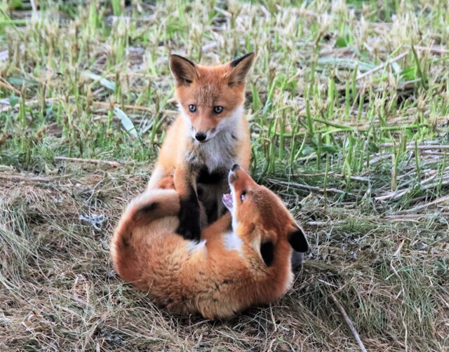 子キツネ物語 by takbe (ID:11810035) 写真共有サイトPHOTOHITO