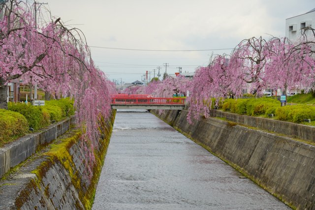 倉津川のしだれ桜5 by KIZ (ID:11712593) 写真共有サイトPHOTOHITO