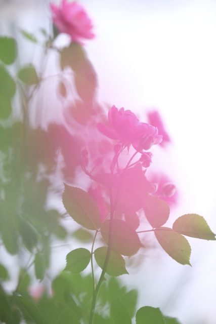 VILTROX AF 75mm F1.2 XF富士フイルム【作例あり】 VILTROX AF 75mm F1.2 XF Pro [フジフイルム用]投稿画像・動画