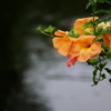 LUMIX DMC-GX7MK2K WY[YLbgŎBeʐ^