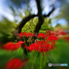 LUMIX DC-S5M2 {fBŎBeʐ^