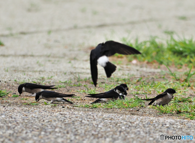 鳥追い3 by SIMA172 （ID：11035221） 写真共有サイトPHOTOHITO