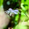 PowerShot SX70 HSŎBeʐ^