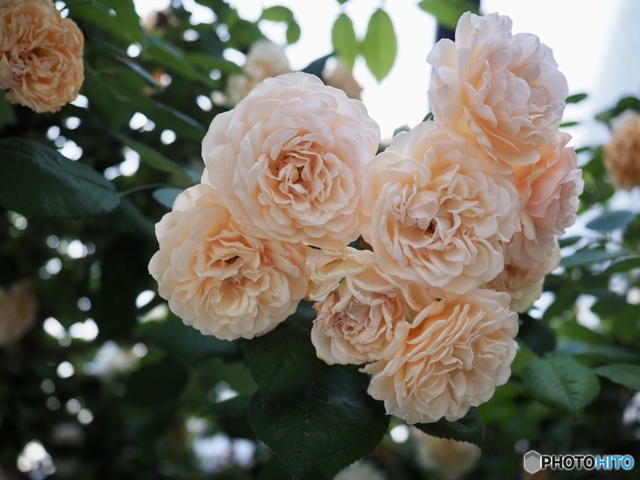 明日はあしたの風が吹くはず by 空のうた (ID:12416888) 写真共有サイトPHOTOHITO