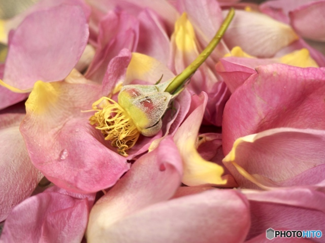 散りゆくもまた by 空のうた （ID：12119681） 写真共有サイトPHOTOHITO