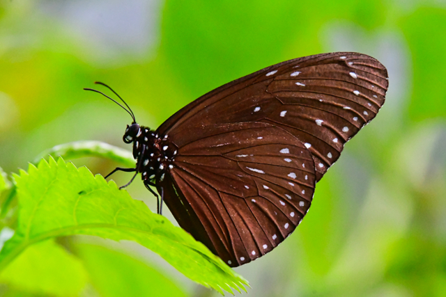 蝶の楽園。 by マスター (ID:11402722) 写真共有サイトPHOTOHITO