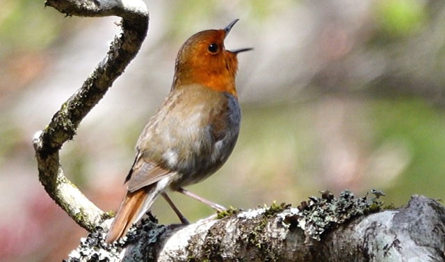 おうち鳥見 by Happyhoverin (ID:11743839) 写真共有サイトPHOTOHITO