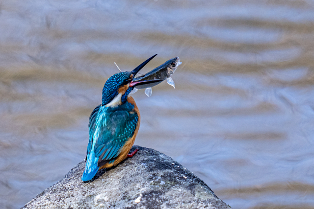 キャッチアンドリリース by Happyhoverin (ID:11570132) 写真共有サイトPHOTOHITO