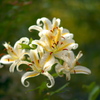 EF85mm F1.4L IS USMŎBeʐ^