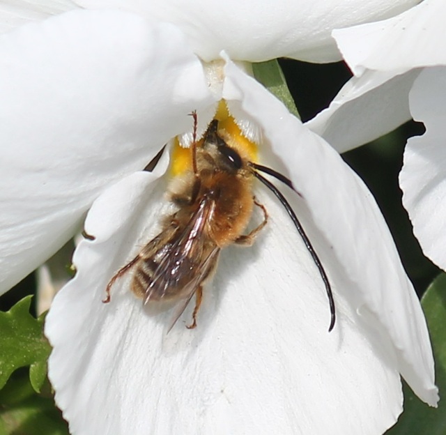 ニッポンヒゲナガハナバチ by 葛の花 (ID:11692752) 写真共有サイトPHOTOHITO