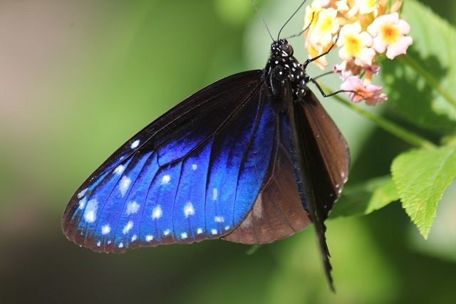 ツマムラサキマダラ by 葛の花 （ID：8371480） 写真共有サイトPHOTOHITO