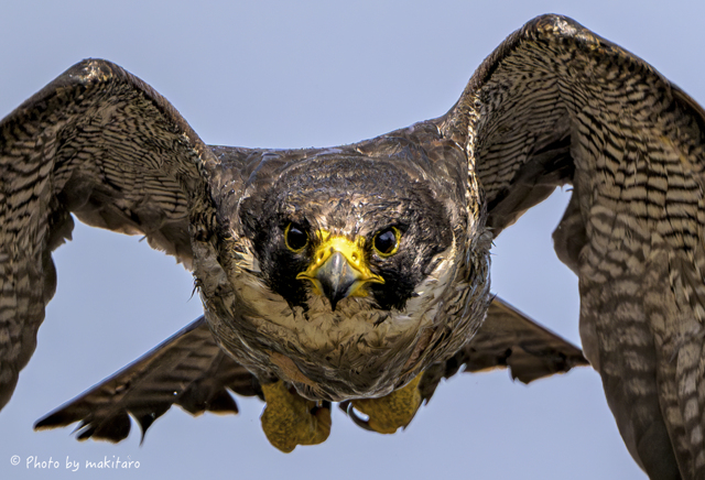 ロックオン by まきたろう （ID：12381368） 写真共有サイトPHOTOHITO