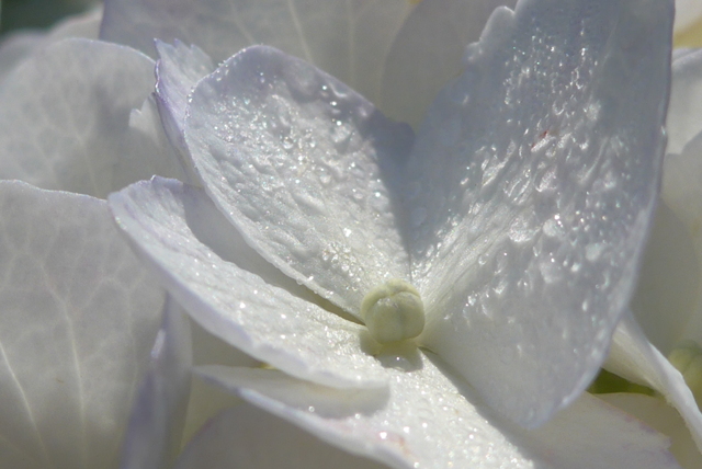 P1360116 一途な愛 by いちごいちえ (ID:12574272) 写真共有サイトPHOTOHITO