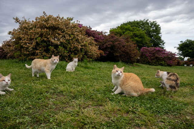 カムカムエブリにゃん by ほらさん (ID:11127127) 写真共有サイトPHOTOHITO