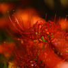 PENTAX K-7 {fBŎBeʐ^
