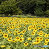 17-70mm F2.8-4 DC MACRO OS HSM (Lmp)ŎBeʐ^