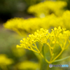 17-70mm F2.8-4 DC MACRO OS HSM (Lmp)ŎBeʐ^