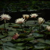 60mm F2.8 DN Vo[ [}CNtH[T[Yp]ŎBeʐ^