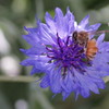 100mm F3.5 Macro MFŎBeʐ^