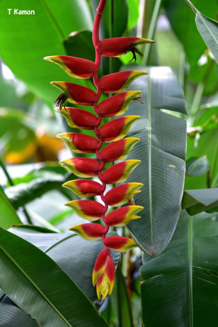 赤い花 ～ オウムのくちばし by かもんチャン （ID：7957306） 写真共有サイトPHOTOHITO