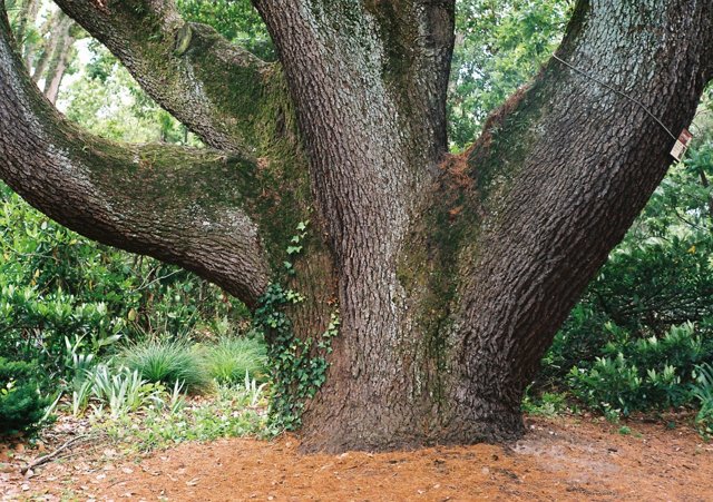 大樹その2 by 那由他 (ID:8767258) 写真共有サイトPHOTOHITO