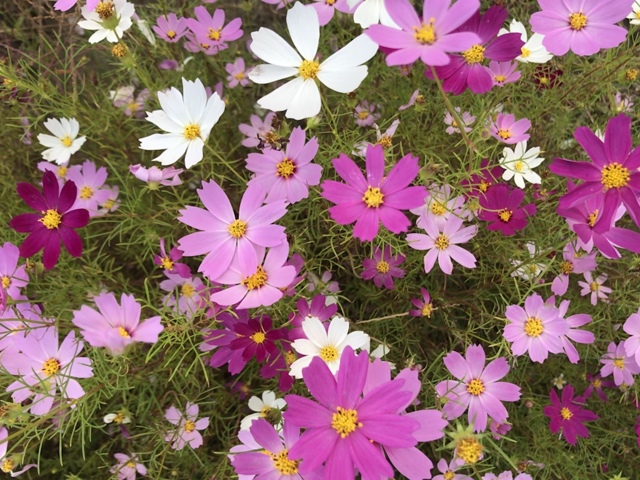 リトル コスモス by タッポッポ （ID：8198137） 写真共有サイトPHOTOHITO