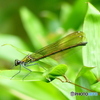 LUMIX DMC-FZ200ŎBeʐ^