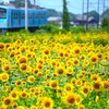 70-300mm F/4.5-6.3 Di III RXD (Model A047)ŎBeʐ^