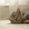FinePix 40iŎBeʐ^