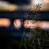AF 85mm F1.4 RFŎBeʐ^