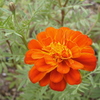 RDC-7ŎBeʐ^