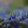 FUJIFILM X-Pro1 {fBŎBeʐ^