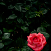 FE 24-50mm F2.8 G SEL2450GŎBeʐ^