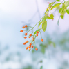 FE 100mm F2.8 STF GM OSS SEL100F28GMŎBeʐ^