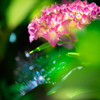 FE 24-70mm F2.8 GM II SEL2470GM2ŎBeʐ^