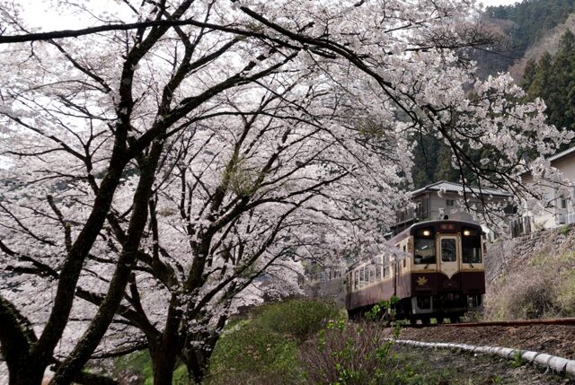 さくら列車 by yasube (ID:11708195) 写真共有サイトPHOTOHITO