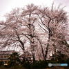 LUMIX DMC-GH2H-K YLbg [ubN]ŎBeʐ^